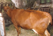 Krowy na ubój krowa MM zlimousine
