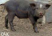 Pozostałe trzoda chlewna Sprzedam świniodziki ur.1.04.14r po dziku i świni...