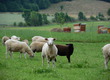 Owce Sprzedam owce maciorki 6 sztuk