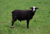 owce tryk jagnięta owieczki barany kosiarki baranki 1