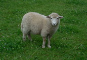 owce tryk jagnięta owieczki barany kosiarki baranki 2