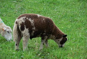 owce tryk jagnięta owieczki barany kosiarki baranki 3