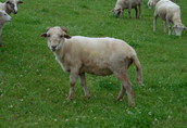 owce tryk jagnięta owieczki barany kosiarki baranki 4