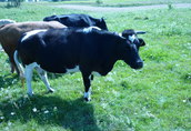 Byki i krowy 1