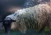 Owce Wrzosówski sprzedam 1