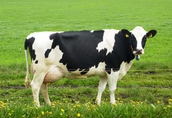 Jałówki wysokocielne, krowy mleczne HF- Dania, Holandia