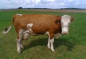 Krowy na ubój krowa rasy simental, waga ponad 500kg