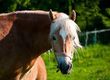 Klacze Sprzedam klacz rasy haflinger