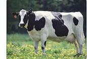 Krowy na ubój Sprzedam krowy na ubój z koniecznosci, ilosci samochodowe...