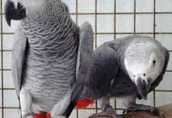 Atrakcyjne African szary dostępne Papugi teraz.