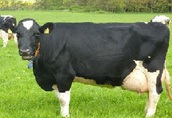 RABAT 500zł-Krowy mleczne rasy H-F (jałówki cielne, pierwiastki