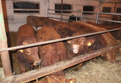 Opasy, byki ,odsadki mięsne 200-300 kg 1