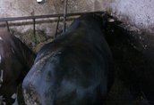 Byki na ubój sprzedam byka miesnego 1 szt. waga ok.600kg