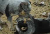 Australian Cattle Dog(pies pasterski do zaganiania bydła) 5
