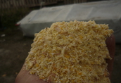 Ziarno kukurydzy gniecione w big bag