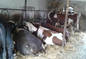 Byki na ubój sprzedam 14 sztuk bydła miesnego w wadze 600 do...