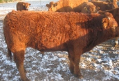 Cielaki i opasy Witam Sprzedam: -7 mięsnych byczków odsadków w...