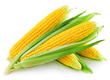 Kukurydza W sprzedaży kwalifikowany materia