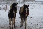 Zimowe obozy jeździeckie 2015r - w siodle - dla dzieci 1