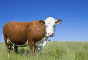Krowy na ubój Skupujemy bydło rzeźne -KROWY -BYKI -JAŁÓWKI...