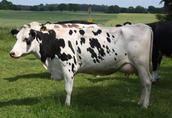 Krowy pierwiastki z Dani i Niemiec 1
