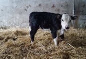 Krowy jałówka stado mięsne hereford 2