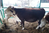 Krowy jałówka stado mięsne hereford 3