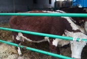 Krowy jałówka stado mięsne hereford 4