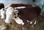 Krowy jałówka stado mięsne hereford 5