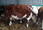 Krowy jałówka stado mięsne hereford 6