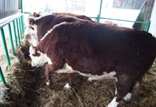 Krowy jałówka stado mięsne hereford 7