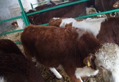 Krowy jałówka stado mięsne hereford 8