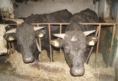 Byki na ubój Byki szt.10, 17 miesięcy, waga 600-700 kg