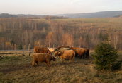 Bydło mięsne Highland cattle 1