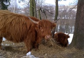 Bydło mięsne Highland cattle 2
