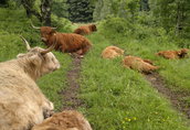 Bydło mięsne Highland cattle 4