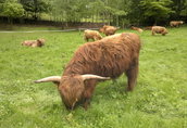 Bydło mięsne Highland cattle