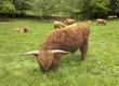 Krowy Bydło mięsne rasy highland cattle