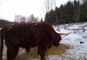 Krowy Bydło mięsnej rasy highland cattle: hodowlane 10...