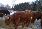 Bydło mięsne Highland cattle 2