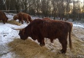 Bydło mięsne Highland cattle 3