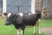 krowa mleczna-mloda