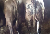 Byki rozpłodowe Sprzedam byka mięsnego do dalszego chowu lub do...