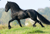 Samce i samice fryzyjskie konie potrzebują nowego domu