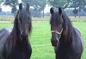 Samce i samice fryzyjskie konie potrzebują nowego domu  3