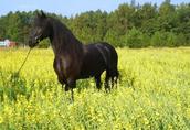 Najnowsze: Dostać ten piękny fryzyjski koń tutaj teraz   1