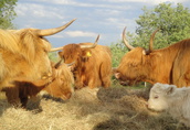 Bydło szkockie Highland Cattle