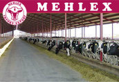 Krowy Niemiecka firma oferuje: Krowy warte swojej ceny...