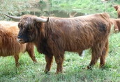 Byki rozpłodowe Do sprzedania ponad 2 letni byk rasy Highland Cattle...