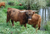 byk highland cattle szkocka rasa wysokogórska  1